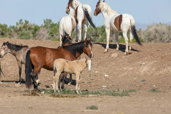 Baharda Utah Çölde Vahşi Atlar — Stok fotoğraf