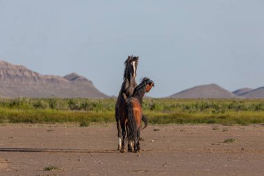 Baharda Utah çölünde savaşan bir çift vahşi at.