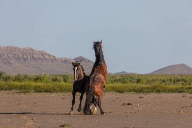 Baharda Utah çölünde savaşan bir çift vahşi at.