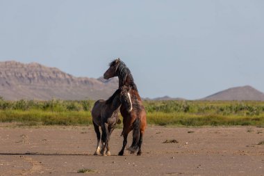 Baharda Utah çölünde savaşan bir çift vahşi at.