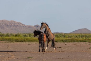 Baharda Utah çölünde savaşan bir çift vahşi at.