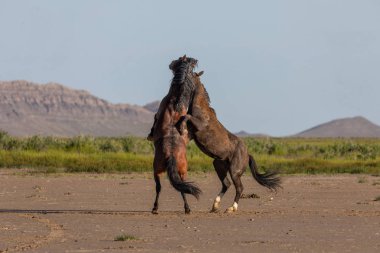 Baharda Utah çölünde savaşan bir çift vahşi at.