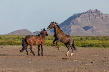 Baharda Utah çölünde savaşan bir çift vahşi at.