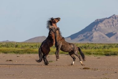Baharda Utah çölünde savaşan bir çift vahşi at.