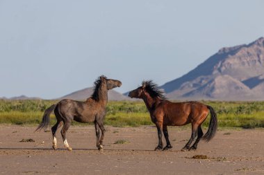 Baharda Utah çölünde savaşan bir çift vahşi at.