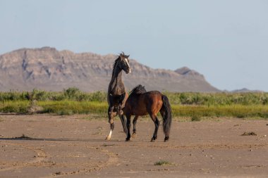 Baharda Utah çölünde savaşan bir çift vahşi at.