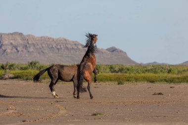 Baharda Utah çölünde savaşan bir çift vahşi at.