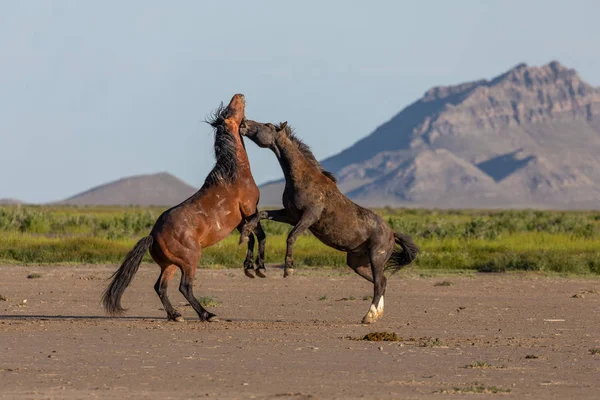 Pair Wild Horse Stallions Fighting Utah Desert Spring — Stock Photo, Image