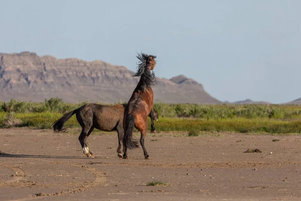Baharda Utah çölünde savaşan bir çift vahşi at.