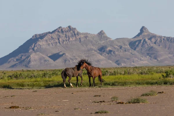 春にユタ砂漠で戦う野生の馬の群れです — ストック写真