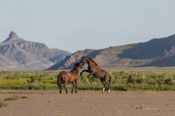 春にユタ砂漠で戦う野生の馬の群れです — ストック写真