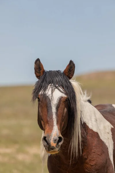 Een Close Portret Van Een Mooi Wild Paard — Stockfoto