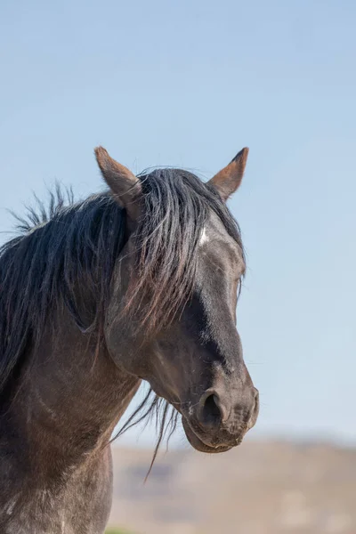 Close Portrait Beautiful Wild Horse — Stock Photo, Image