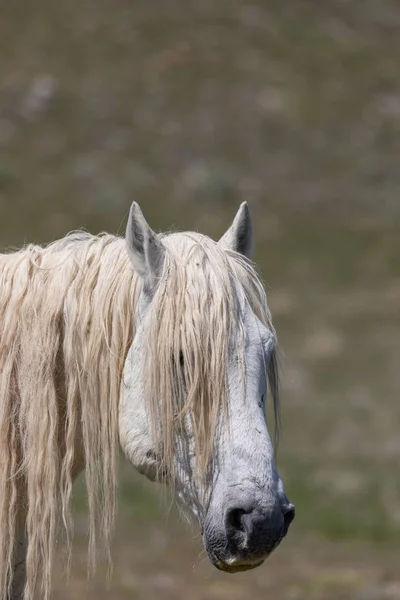 美しい野生の馬の肖像画に近い — ストック写真