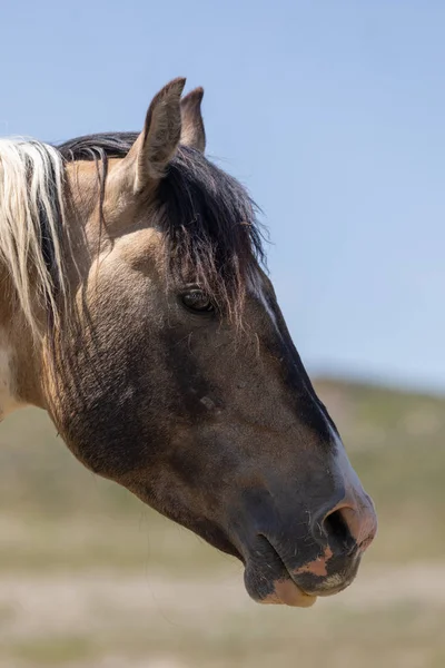 Retrato Cerca Hermoso Caballo Salvaje — Foto de Stock