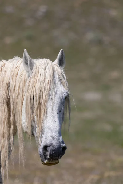 Retrato Cerca Hermoso Caballo Salvaje — Foto de Stock