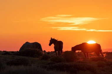 Colorado yüksek çöl içinde gündoğumu vahşi atlar