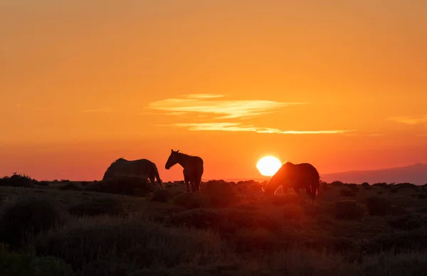 Wildpferde Bei Sonnenaufgang Der Colorado Hochwüste — Stockfoto