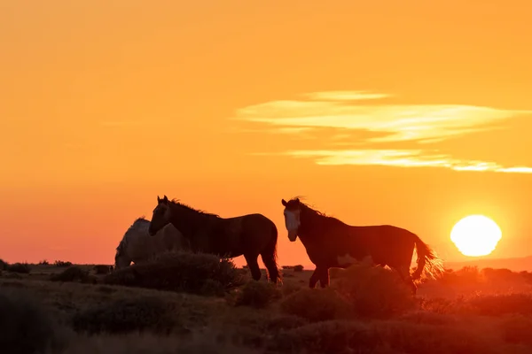 Vadon Élő Lovak Napfelkeltekor Colorado Nagy Sivatagban — Stock Fotó