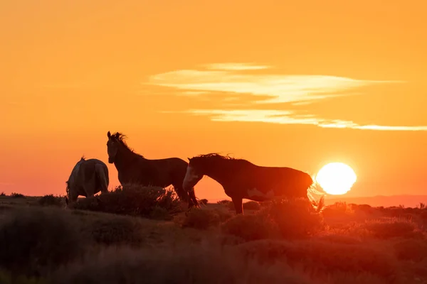 Vadon Élő Lovak Napfelkeltekor Colorado Nagy Sivatagban — Stock Fotó
