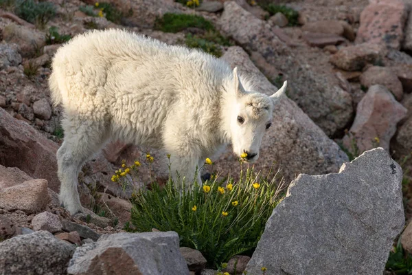 Aranyos Hegyi Kecske Kölyök Alpesi — Stock Fotó