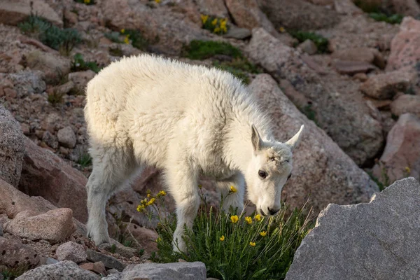 Cute Mountain Goat Kid Alpine — Stock Photo, Image