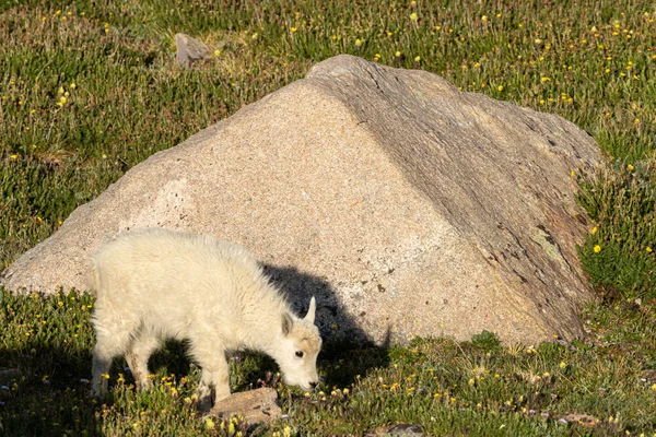 Симпатичні Гірські Кози Kid Альпійському — стокове фото