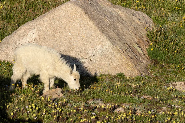 Alpler 'de sevimli dağ keçi çocuk
