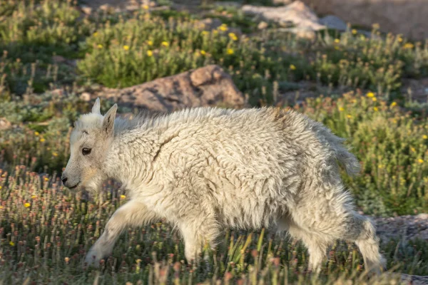Alpler 'de sevimli dağ keçi çocuk