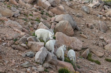 Alpler 'de sevimli dağ keçi çocuk