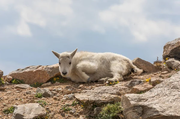 Bonito Mountain Goat Kid Alpine — Fotografia de Stock