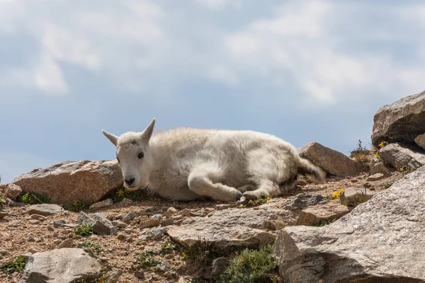 Alpler Sevimli Dağ Keçi Çocuk — Stok fotoğraf