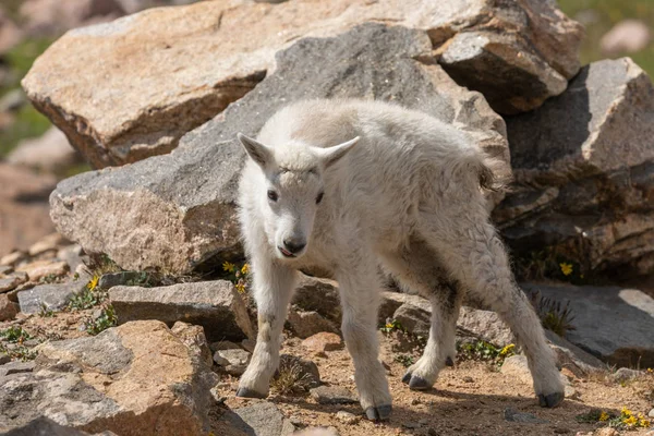 Bonito Mountain Goat Kid Alpine — Fotografia de Stock