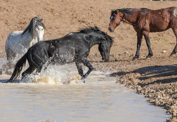 Cavalos Selvagens Buraco Água Deserto Utah — Fotografia de Stock