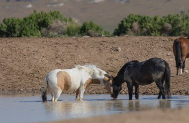 Utah çölündeki bir su birikintisinde vahşi atlar.