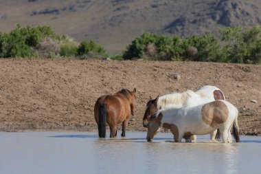 Utah çölündeki bir su birikintisinde vahşi atlar.