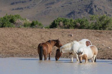 Utah çölündeki bir su birikintisinde vahşi atlar.