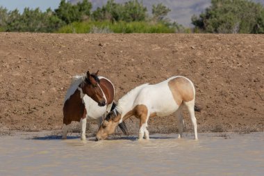 Utah çölündeki bir su birikintisinde vahşi atlar.