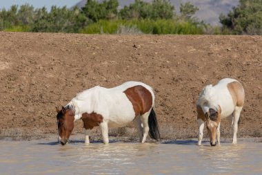 Utah çölündeki bir su birikintisinde vahşi atlar.
