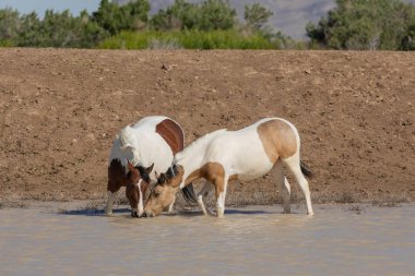 Utah çölündeki bir su birikintisinde vahşi atlar.