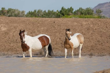 Utah çölündeki bir su birikintisinde vahşi atlar.