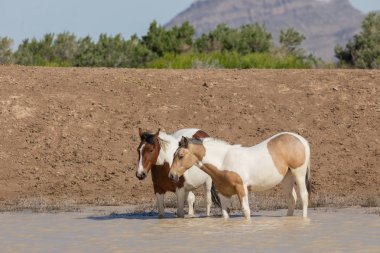 Utah çölündeki bir su birikintisinde vahşi atlar.