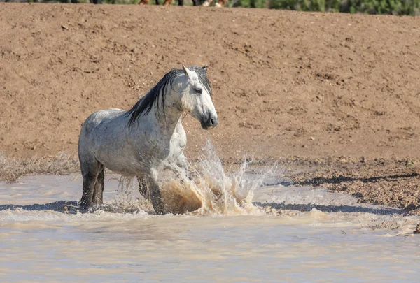 Dzikie Konie Przy Wodopoju Pustyni Utah — Zdjęcie stockowe