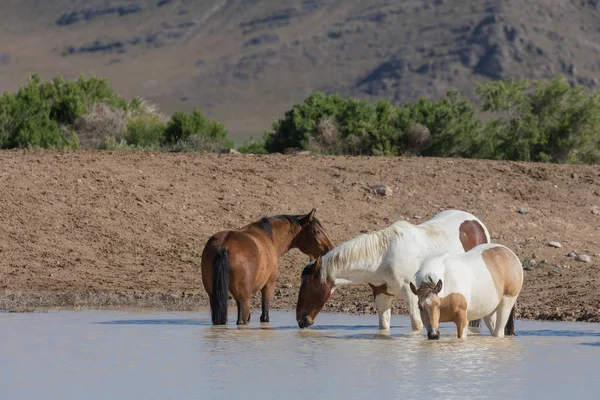Utah çölündeki bir su birikintisinde vahşi atlar.