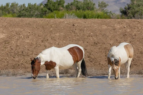 Caballos Salvajes Pozo Agua Desierto Utah —  Fotos de Stock
