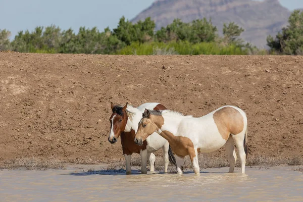 Utah çölündeki bir su birikintisinde vahşi atlar.