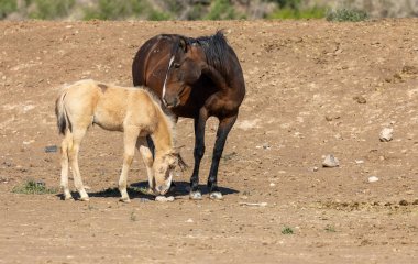 Utah çölde vahşi bir at mare ve sevimli tay