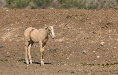 Utah Sevimli Vahşi At Foal
