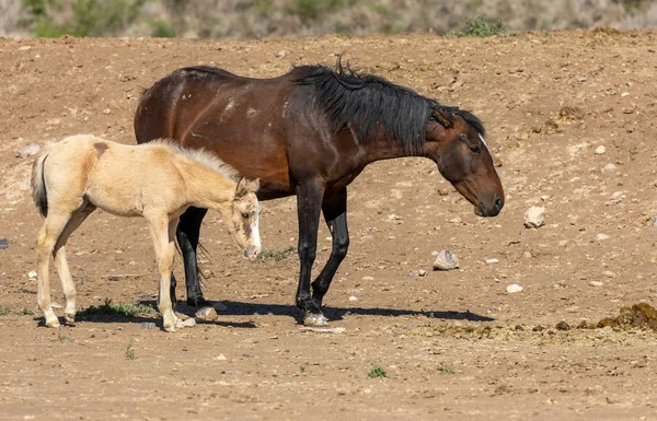 ユタ砂漠の野生の馬の馬とかわいい子馬 — ストック写真