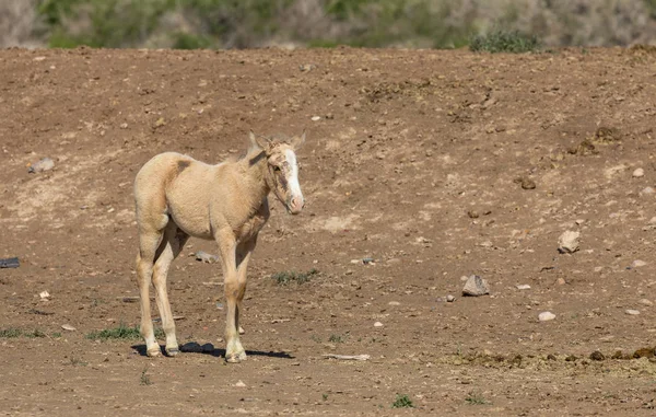 Cute Wild Horse Foal Utah — Stock Photo, Image